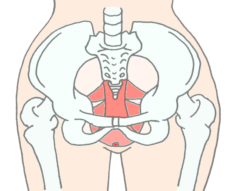 pelvic_floor_muscles_illustration