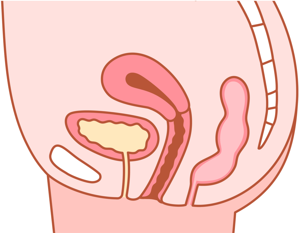 womb_illustration
